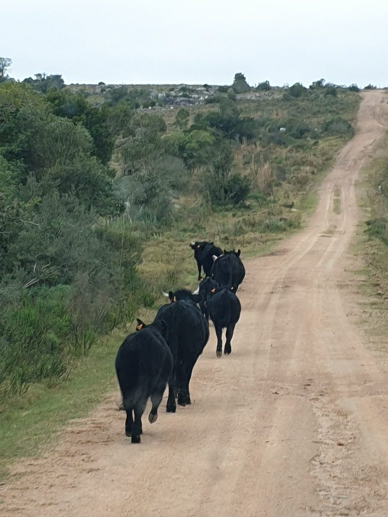 Quebrada de los Cuervos Fahrt