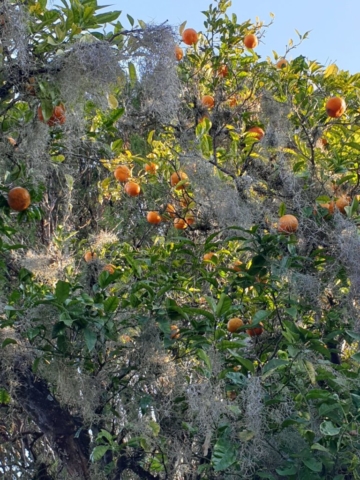 Colonia Orangenbaum