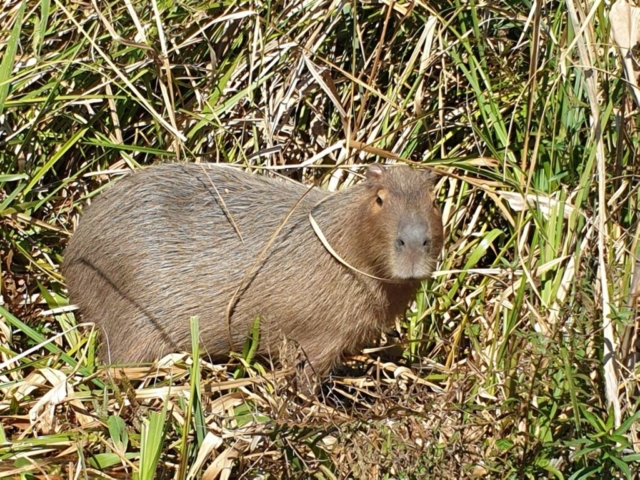 Noch ein Capybara
