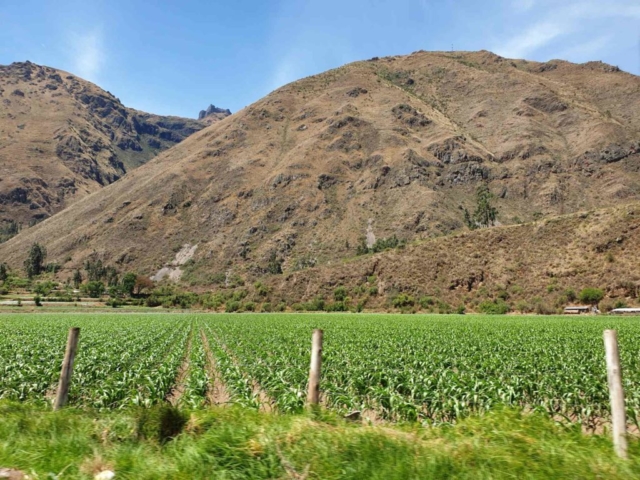 Landwirtschaft im Urubambatal