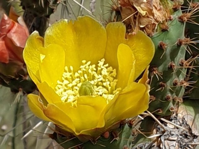 Kaktusblüte