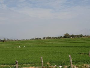 Saftiggrüne Reisfelder
