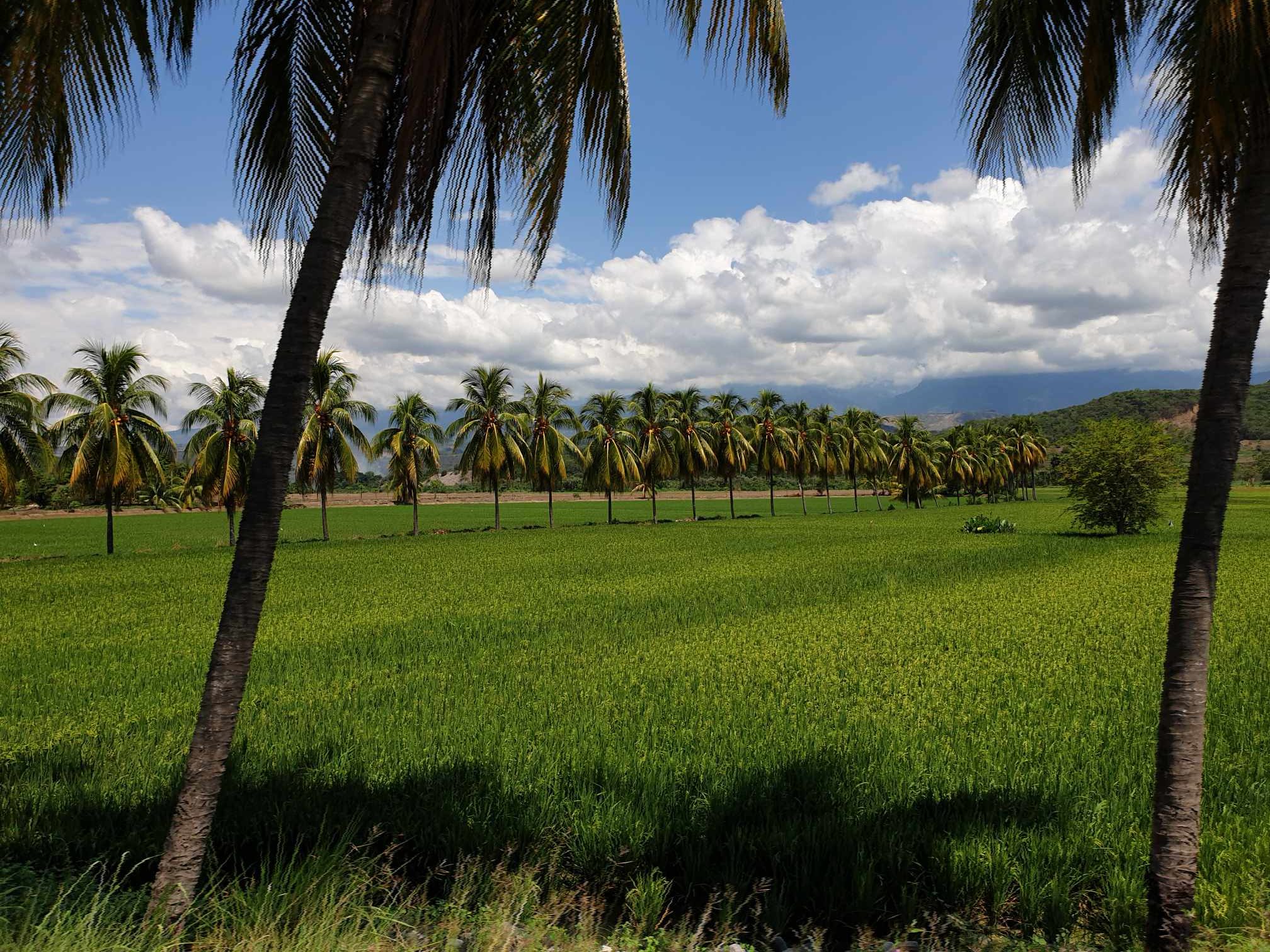 Reisfeld unter Palmen