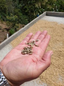 Getrocknet und geschält: Rohkaffee