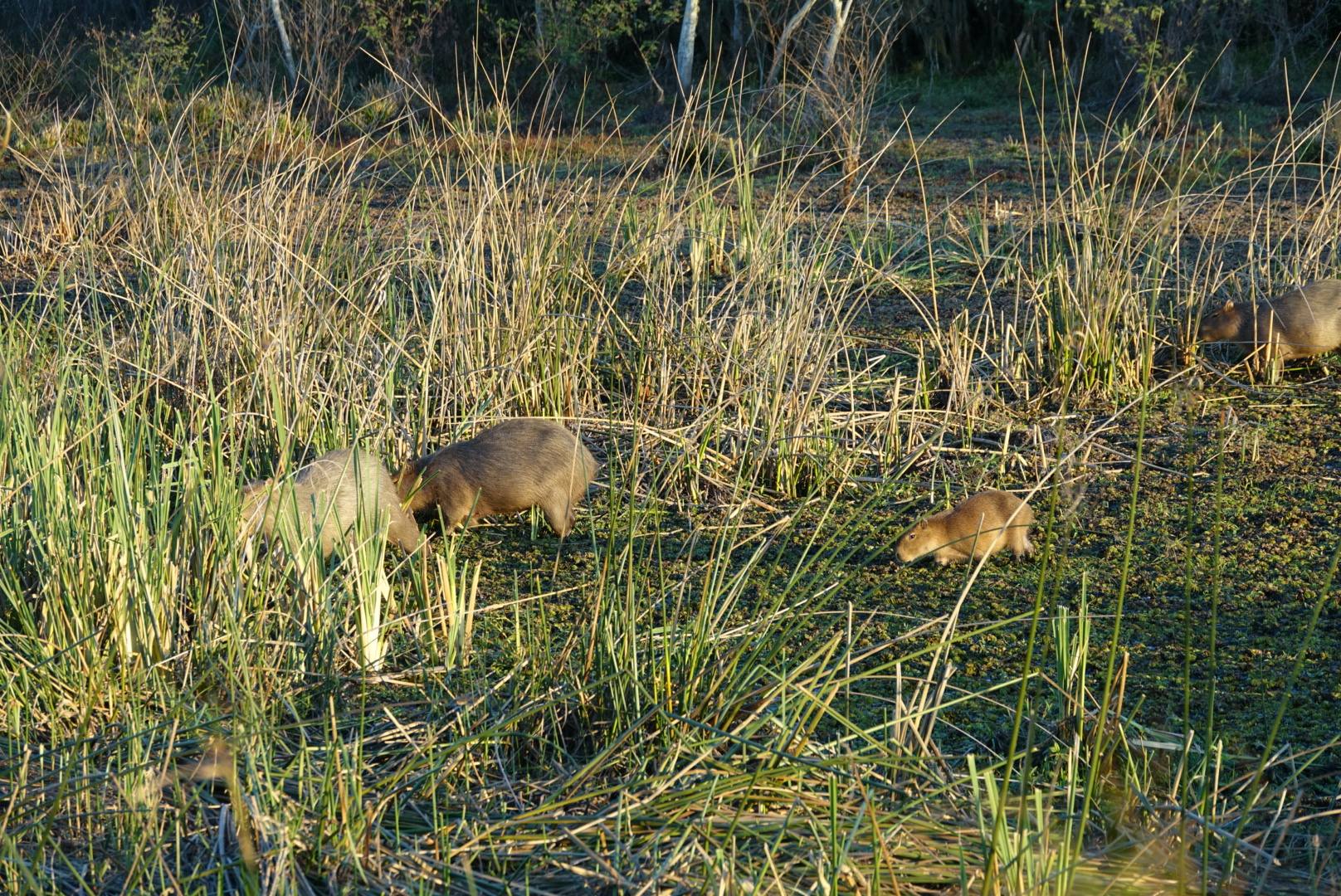 Futternde Capybaras