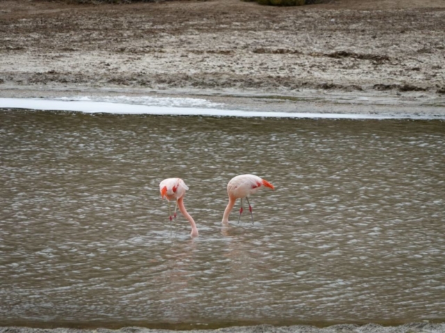 Chileflamingos auf Futtersuche