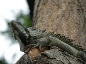 Sicherer Rückzugsort im Baum