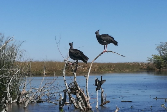 Zwei komische Vögel und ein Kormoran